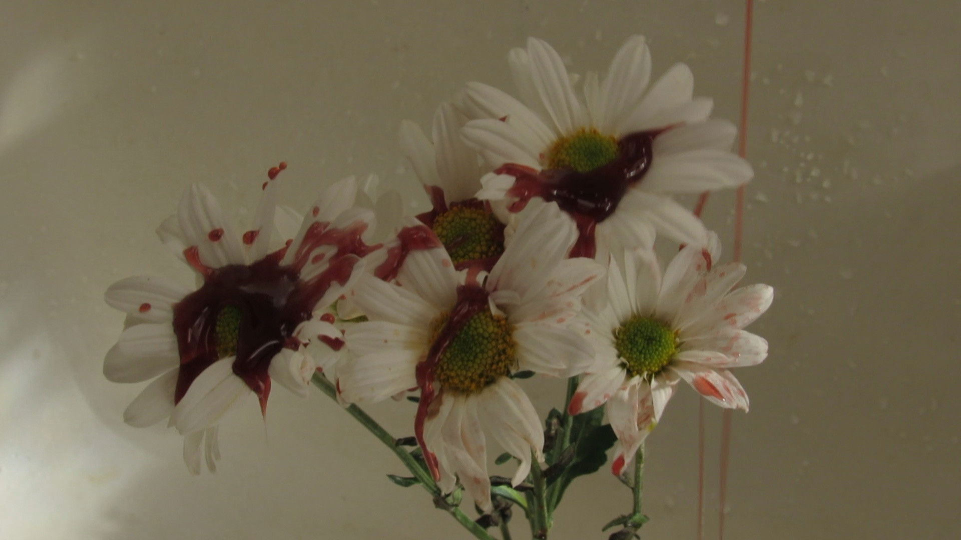 Backdrop for La Ursa's Carcase