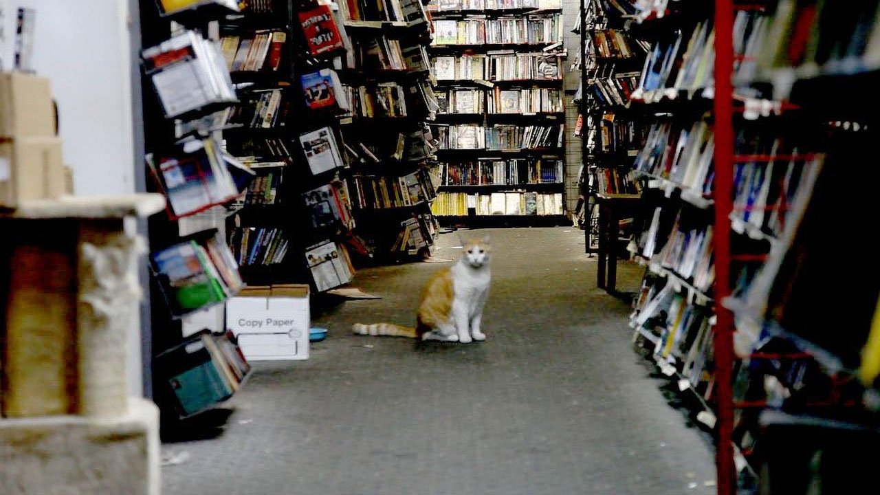 Backdrop for There Were Always Dogs, Never Kids