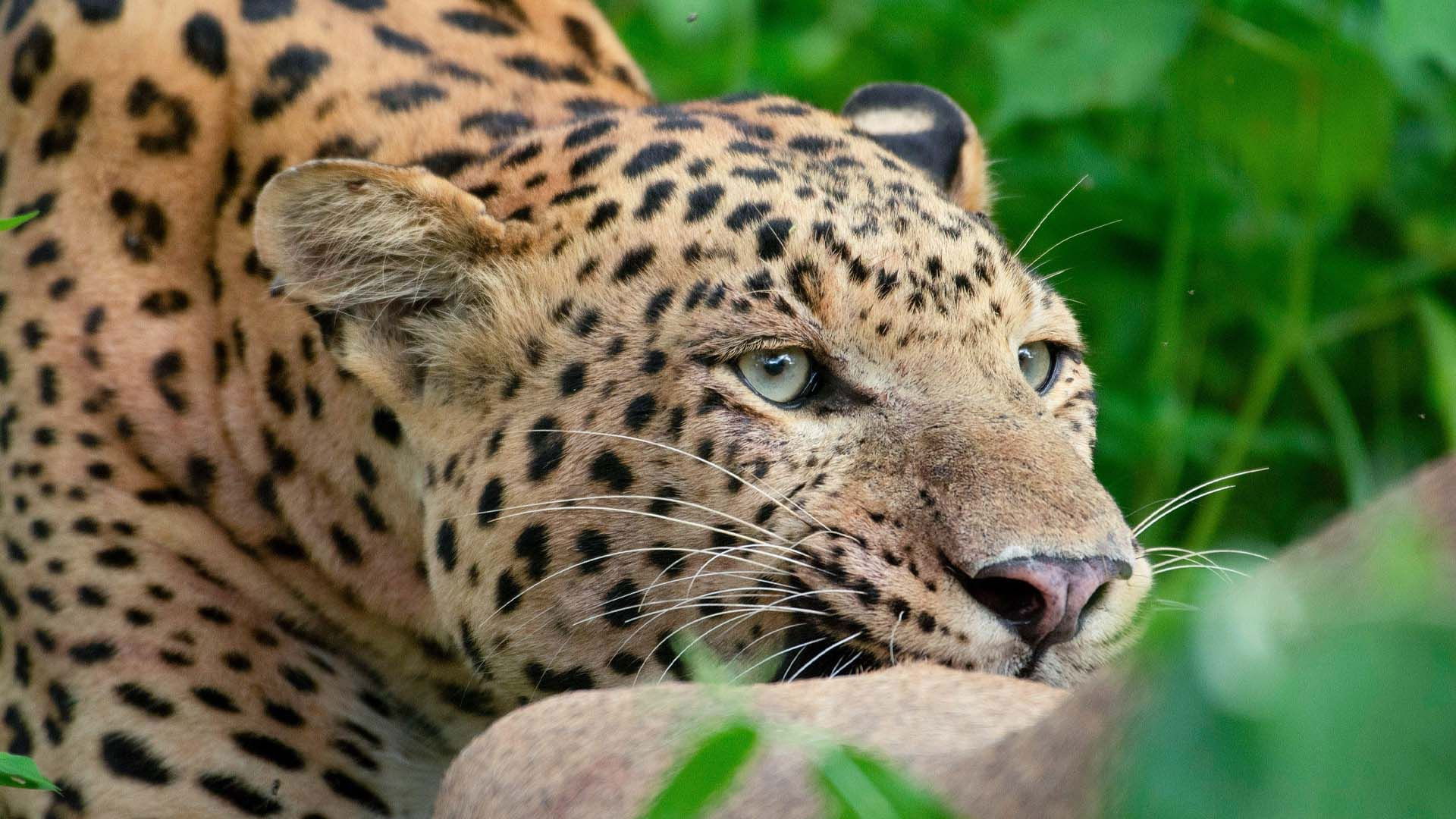 Backdrop for Leopard Dynasty – The Rise of Rana