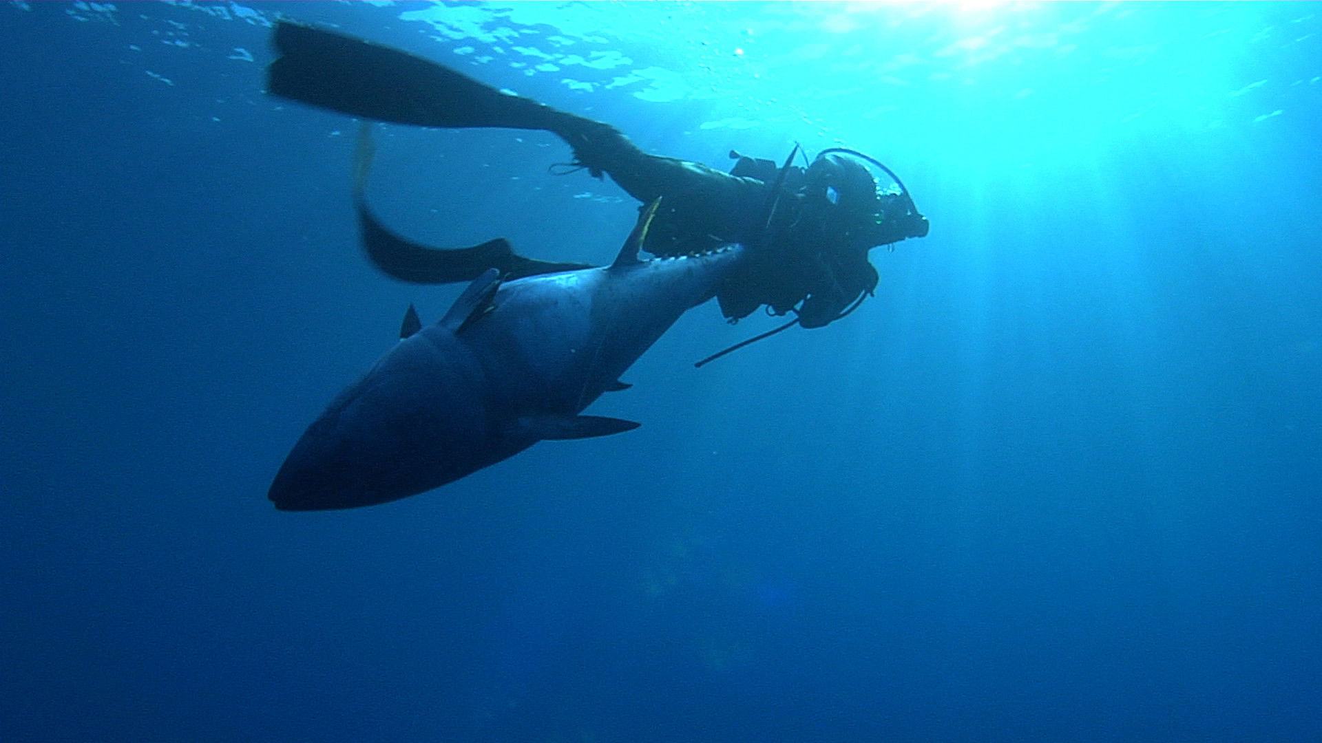 Backdrop for Super Fish