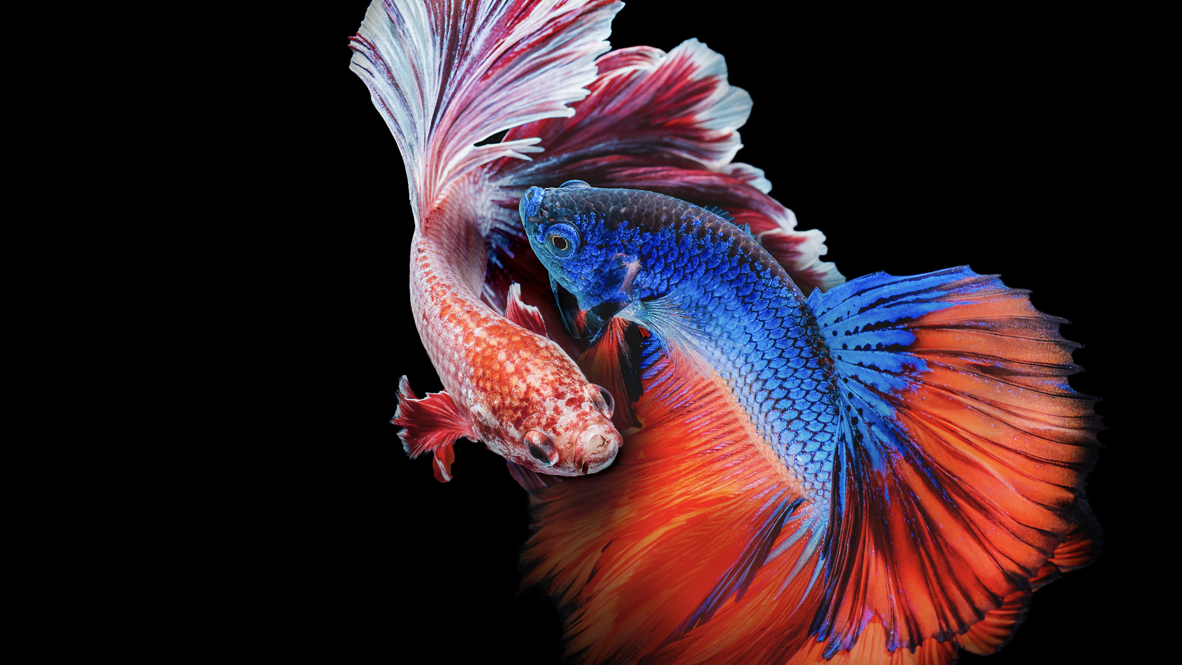 Backdrop for Asia's Weirdest