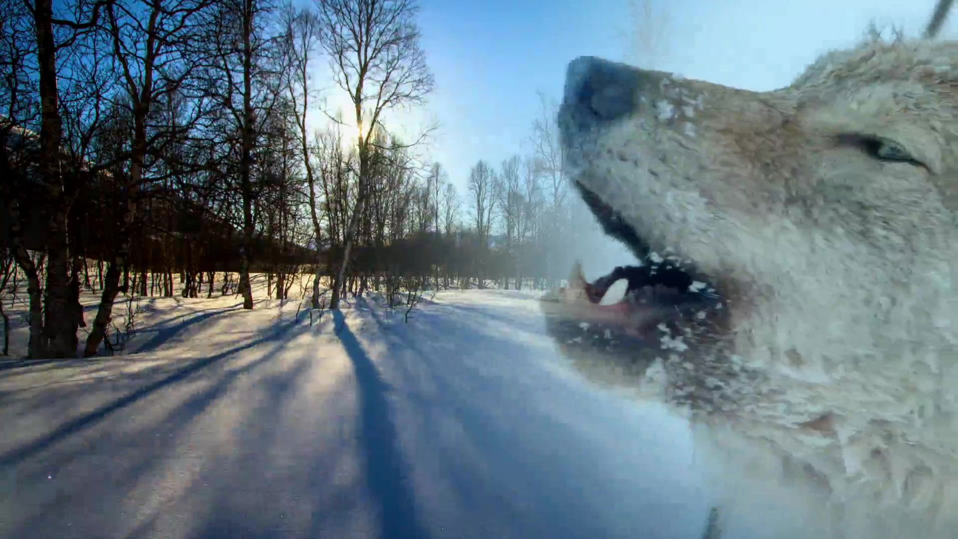 Backdrop for Wildest Europe