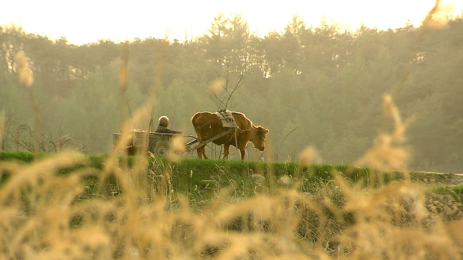 Backdrop for Old Partner