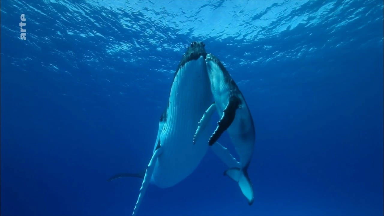 Backdrop for +/- 5 mètres