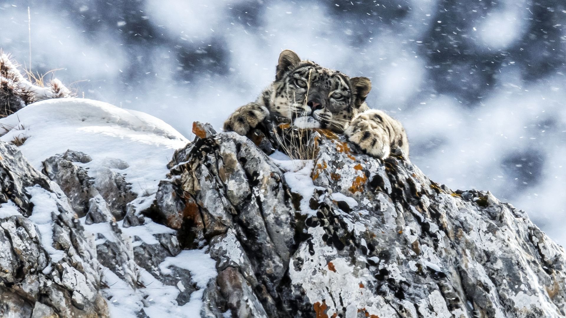 Backdrop for The Frozen Kingdom of the Snow Leopard