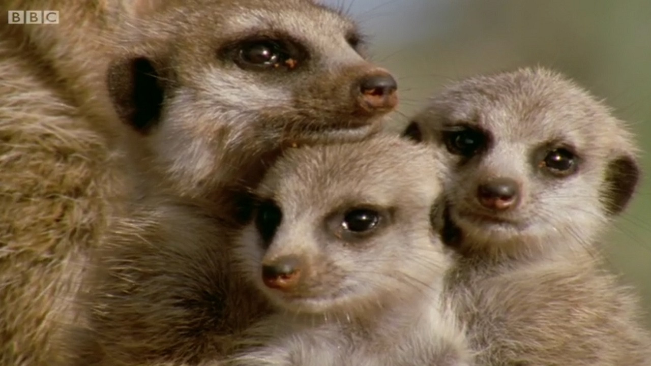 Backdrop for Animal Super Parents