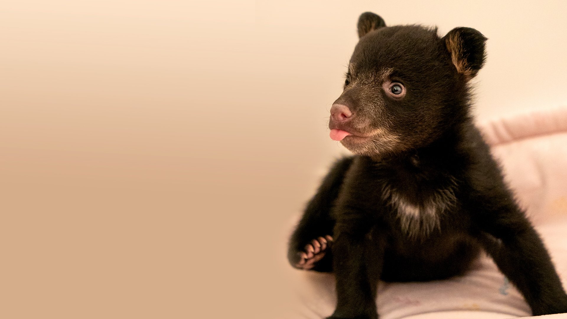 Backdrop for Cub Camp