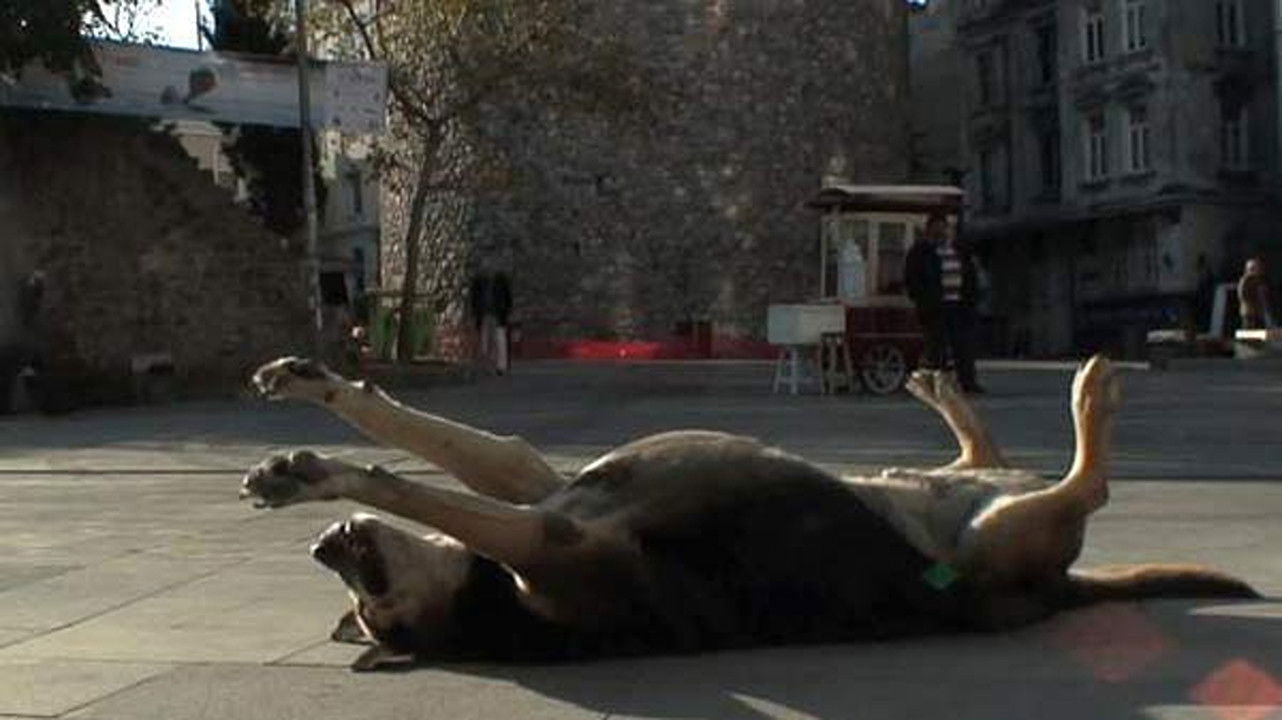 Backdrop for Taşkafa, Stories of the Street