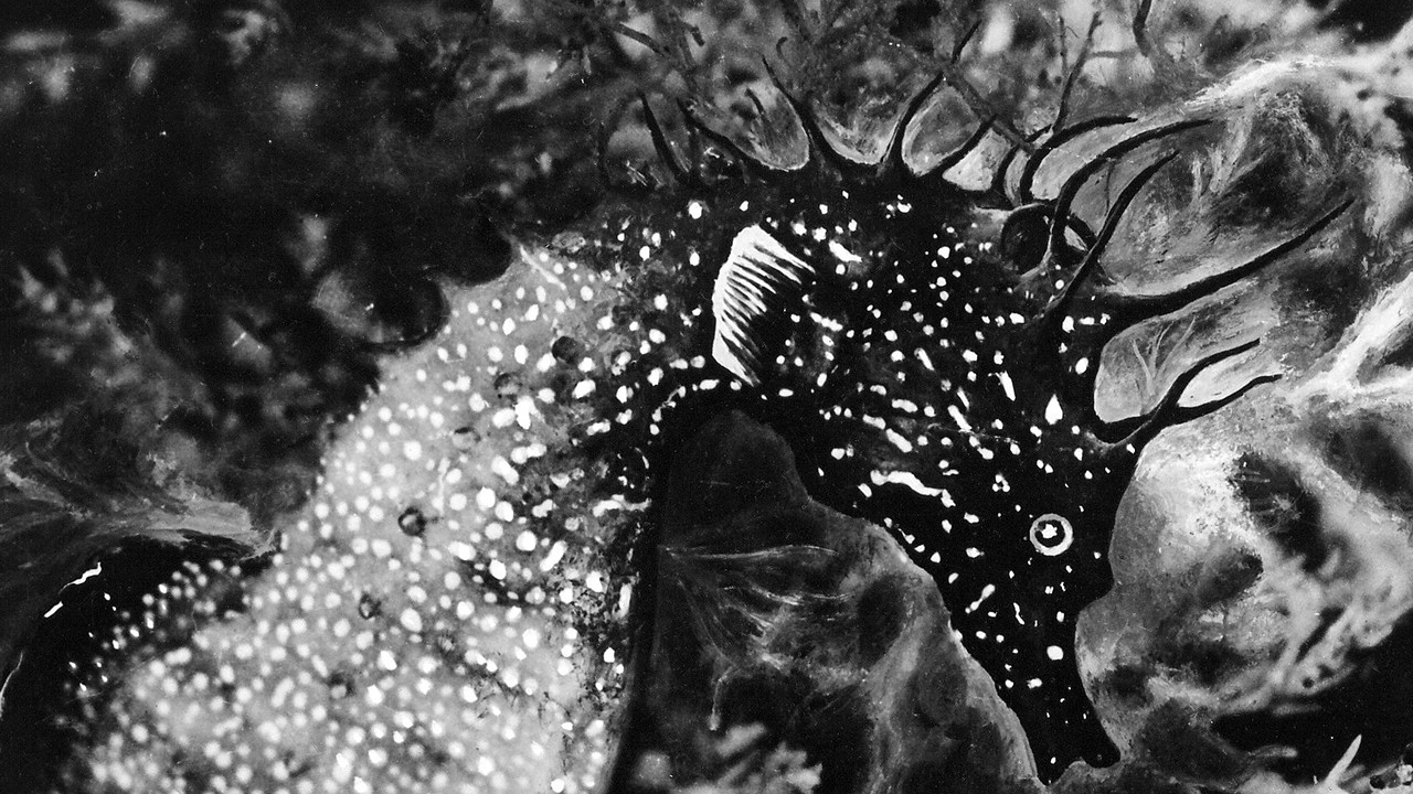 Backdrop for The Sea Horse