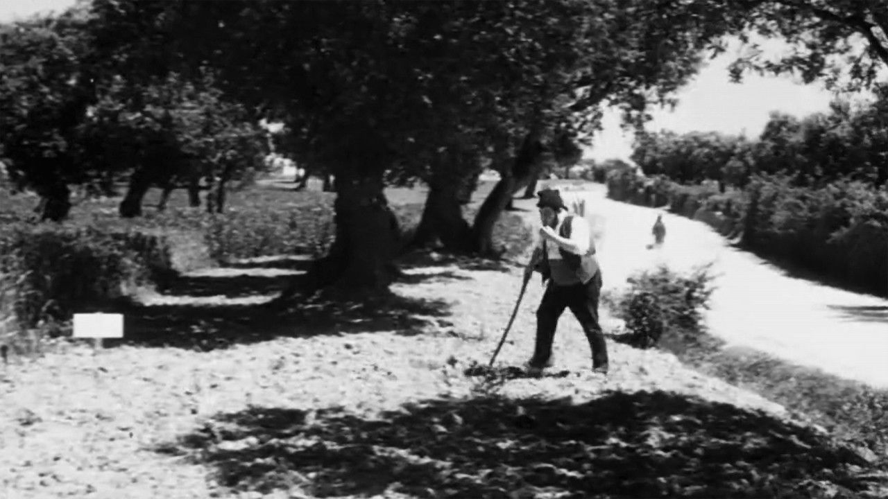 Backdrop for A Via Áurea