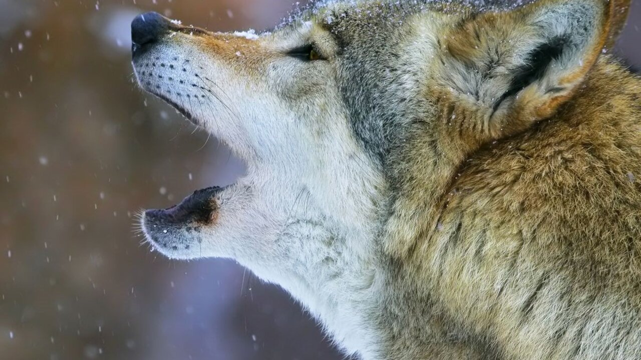 Backdrop for La Gueule du loup