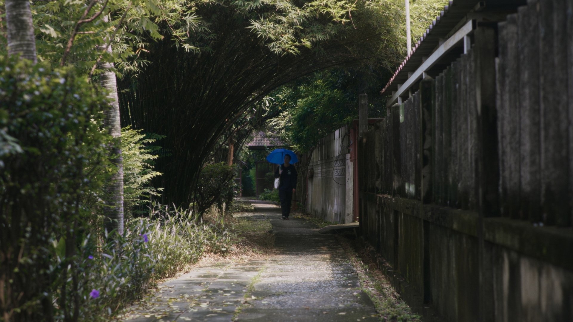 Backdrop for Lost Cat