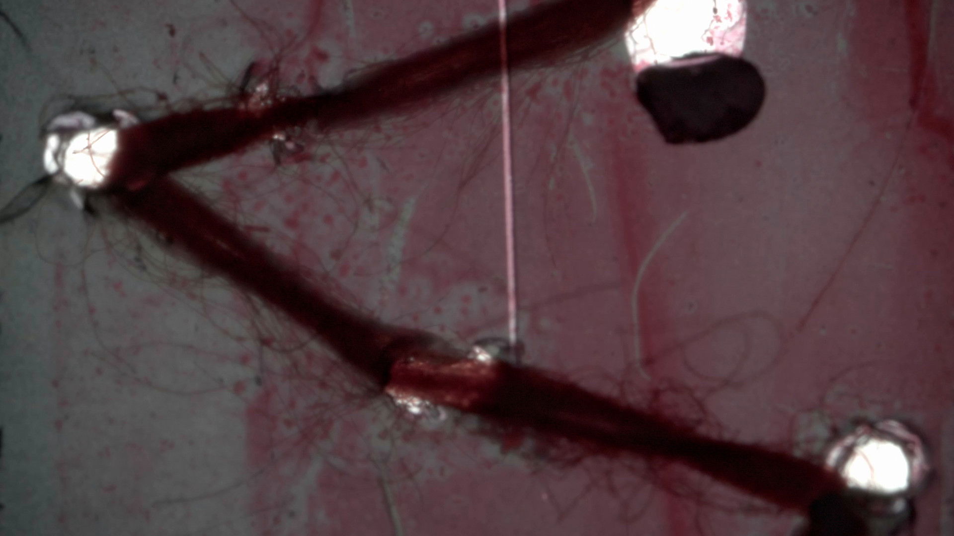 Backdrop for Flesh in Turmoil