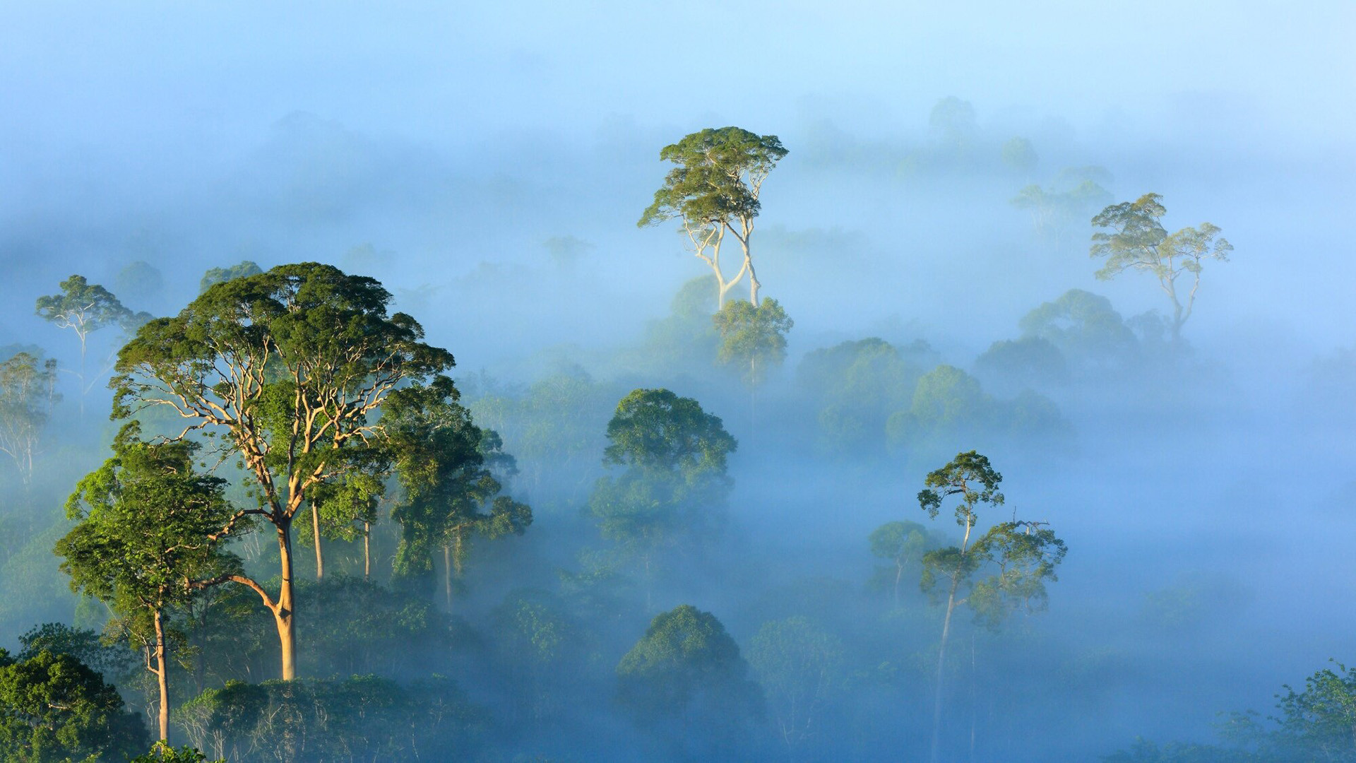 Backdrop for The View From on High