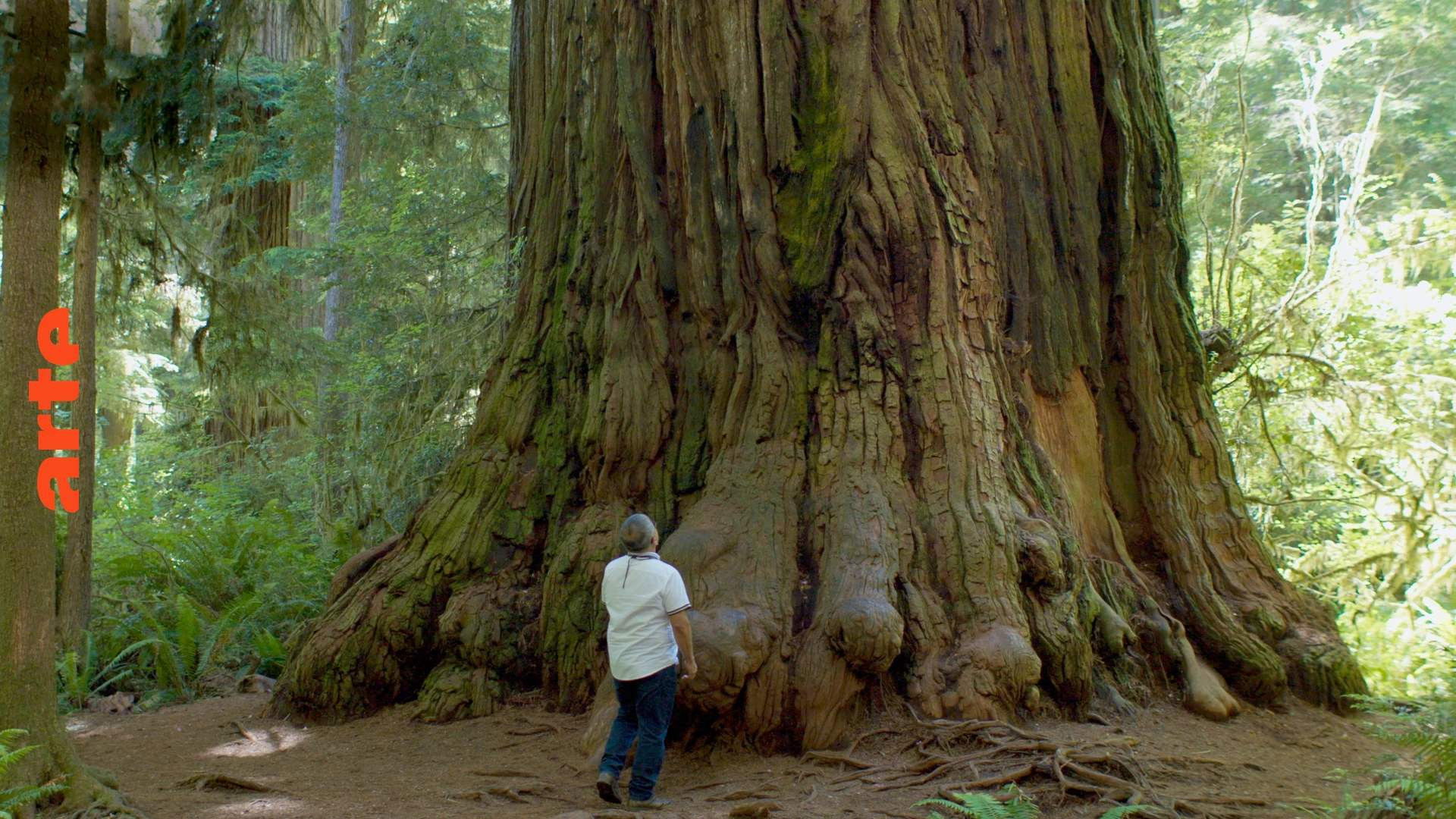 Backdrop for Terre de légendes