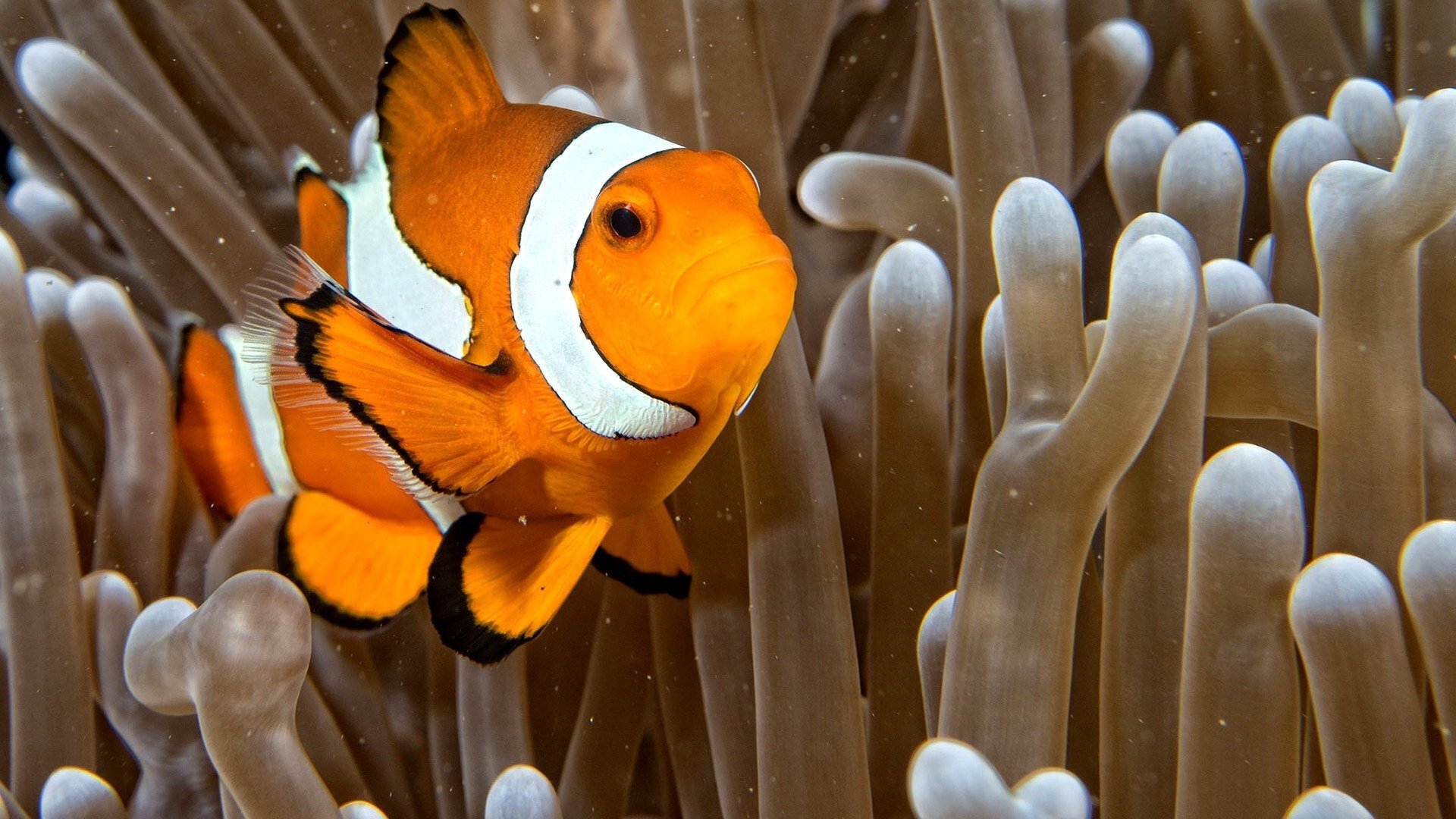 Backdrop for Race of life