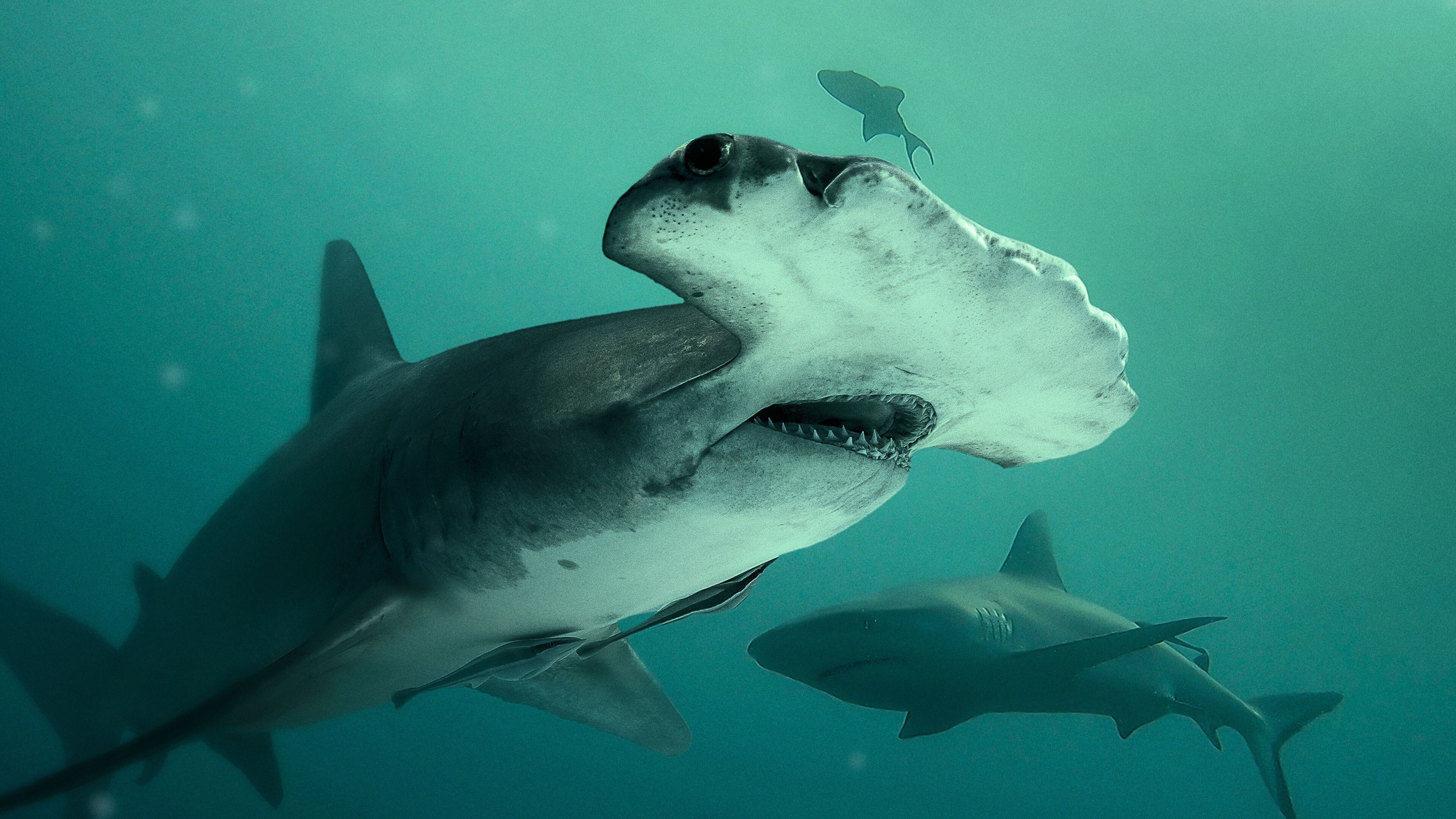 Backdrop for Bull Shark vs. Hammerhead