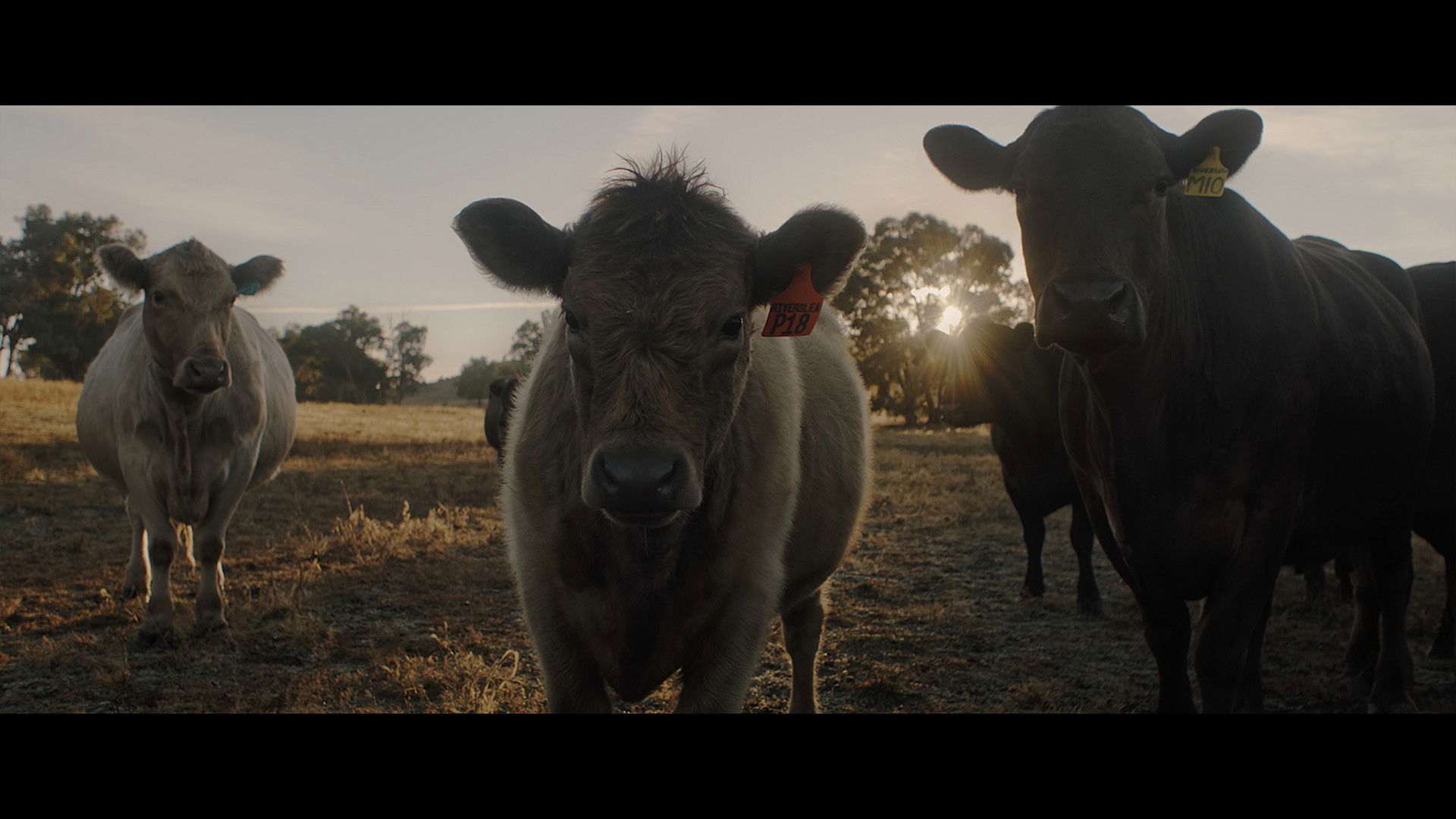 Backdrop for With the Cattle