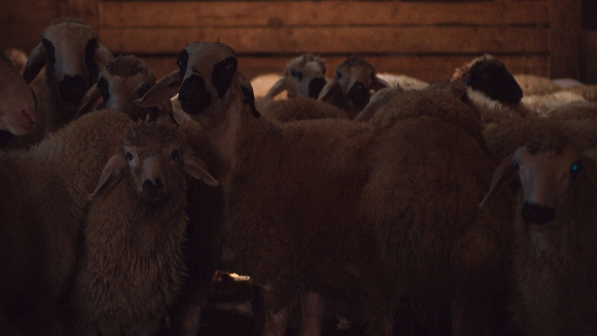 Backdrop for Çiçek