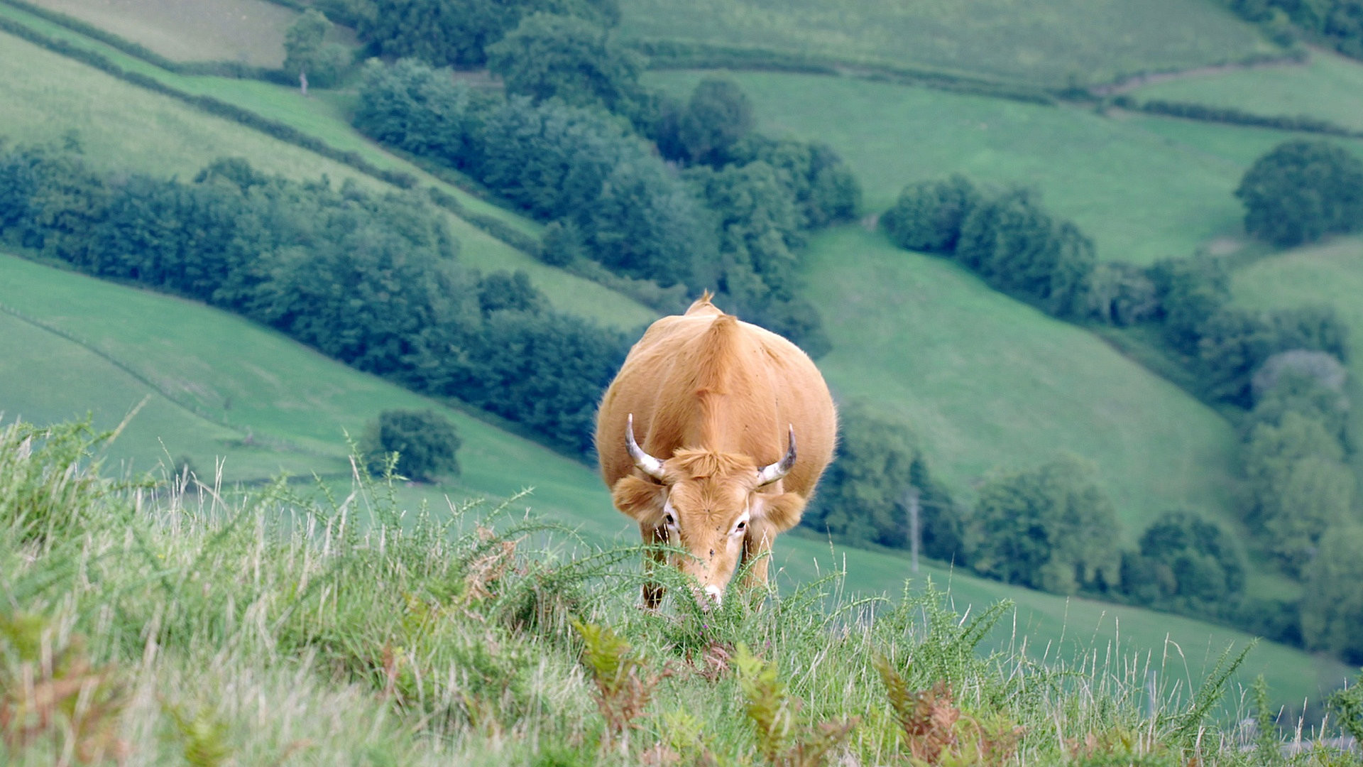Backdrop for Moo! The Epic Horns