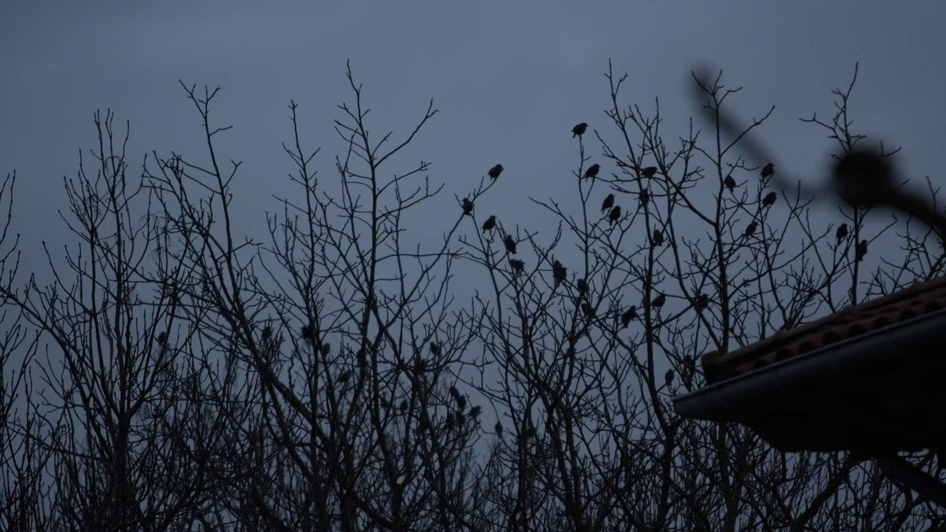 Backdrop for De lo urbano y lo rural