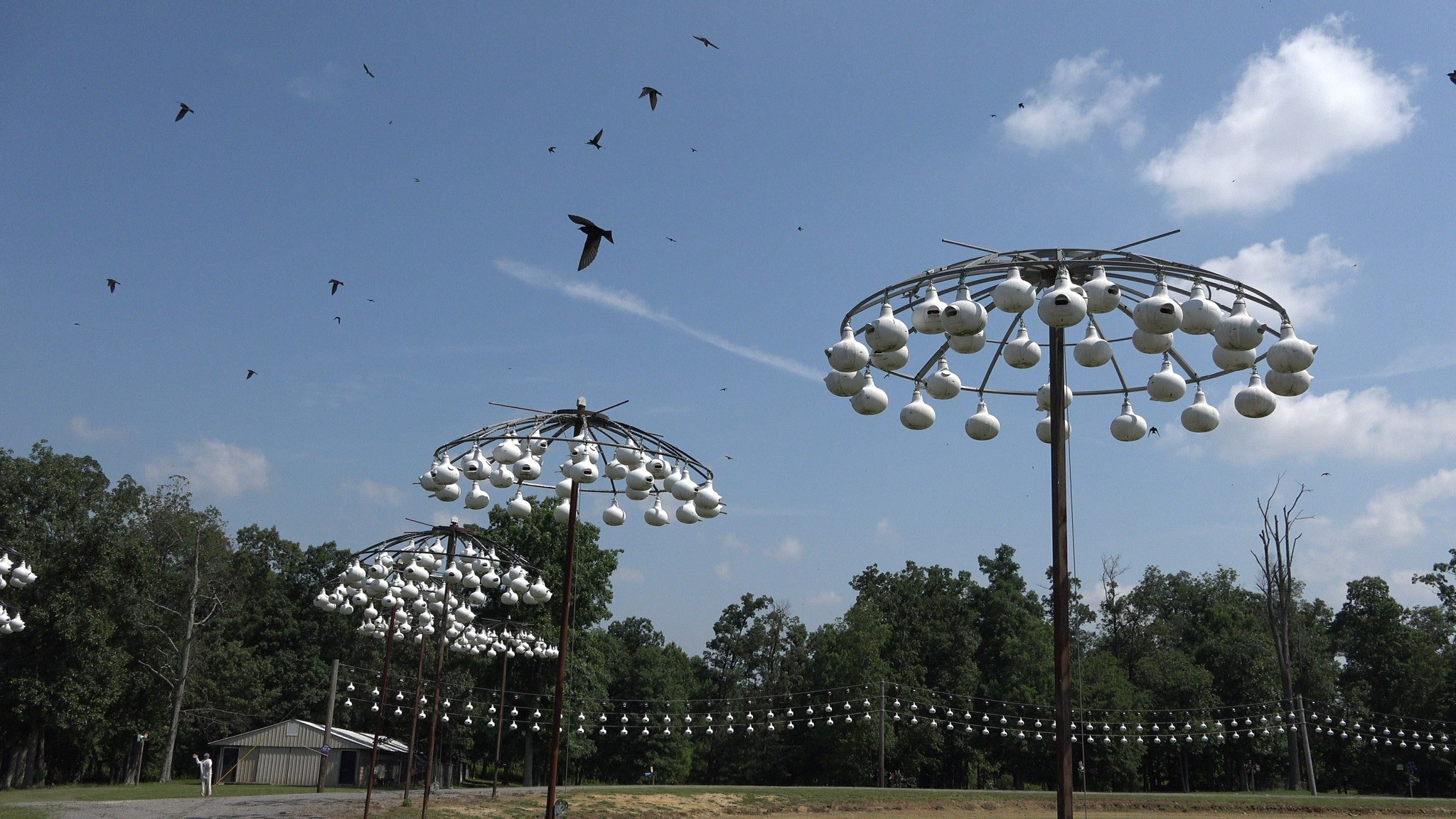 Backdrop for Purple Haze: A Conservation Film