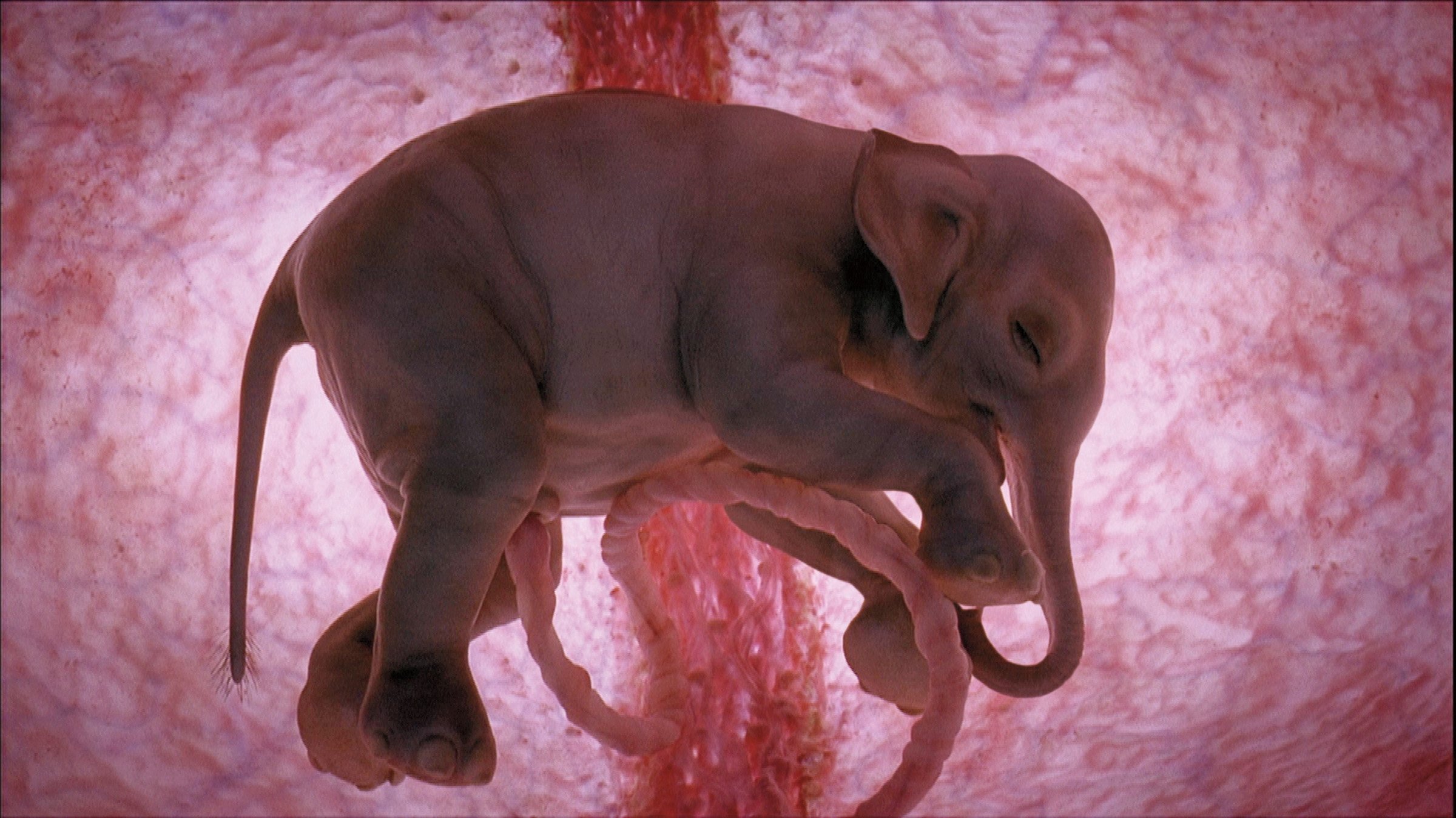 Backdrop for In The Womb: Animals
