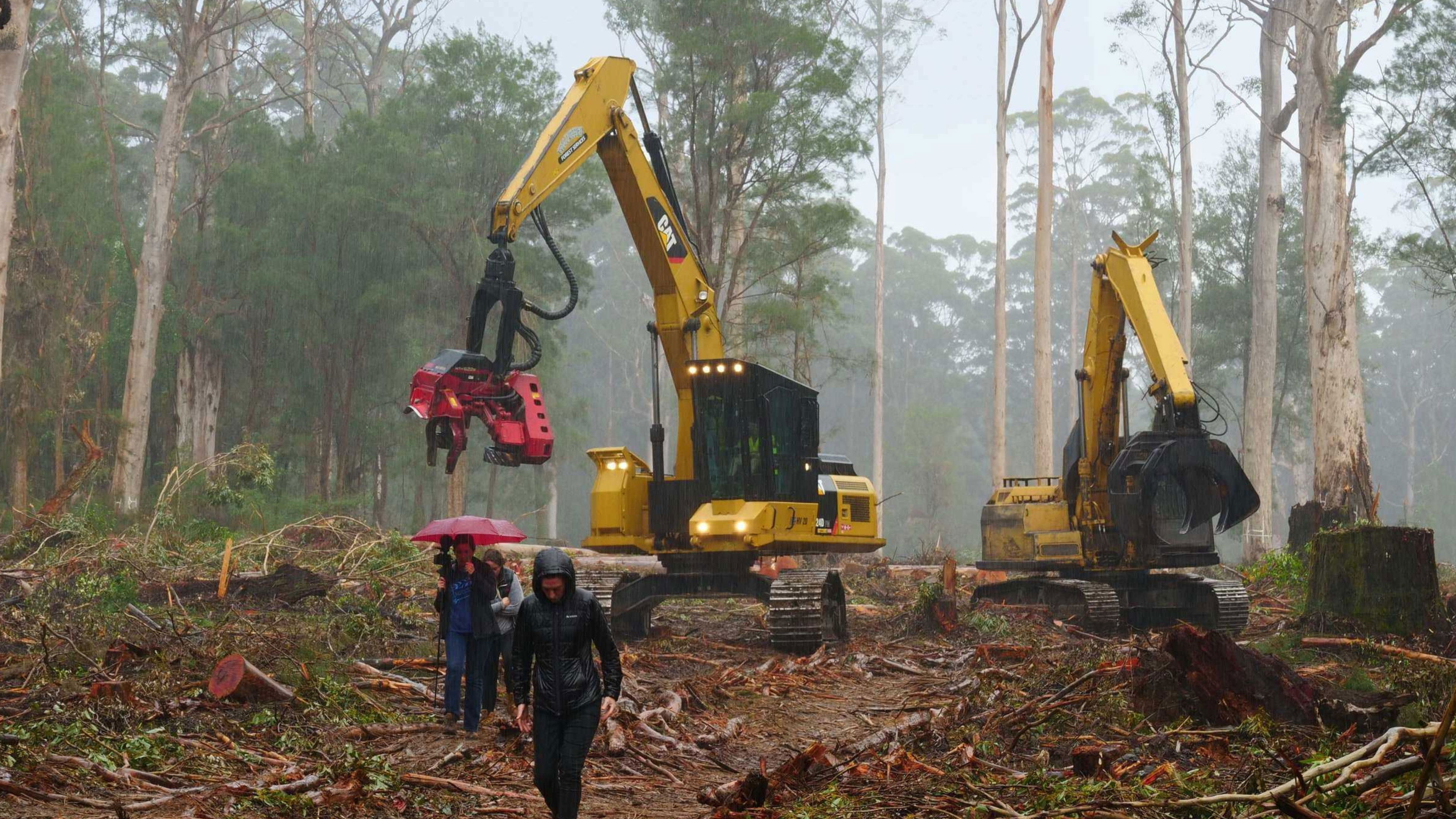 Backdrop for Cry of the Forests - A Western Australian Story