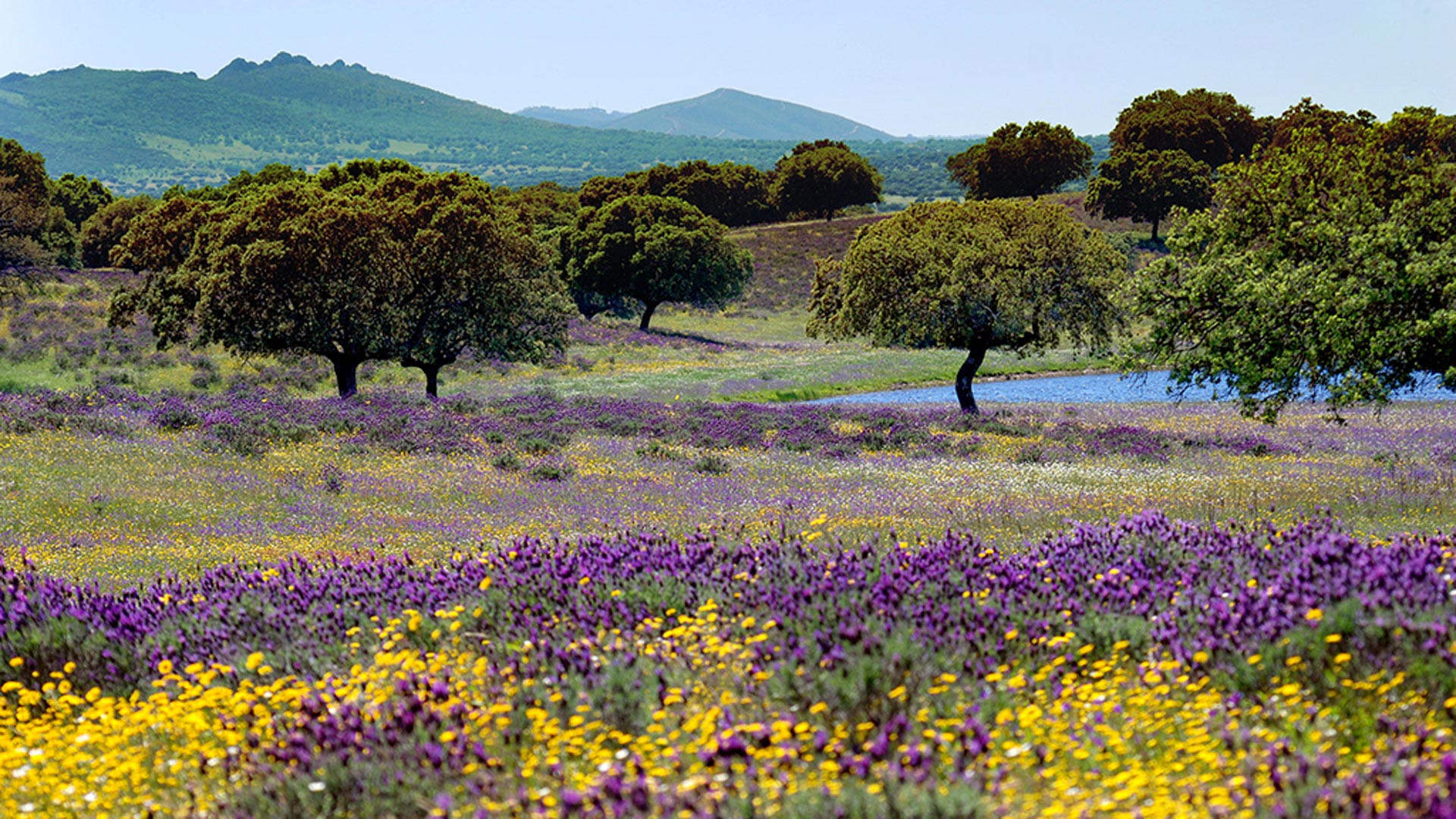Backdrop for Wild Iberia