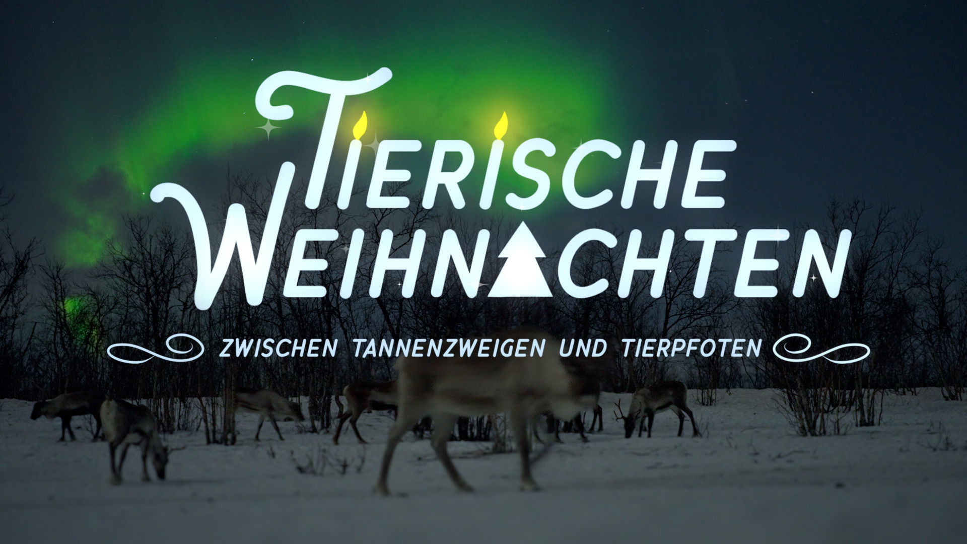 Backdrop for Tierische Weihnachten - Zwischen Tannenzweigen und Tierpfoten