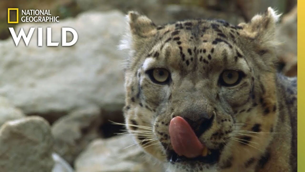 Backdrop for China's Wild Side