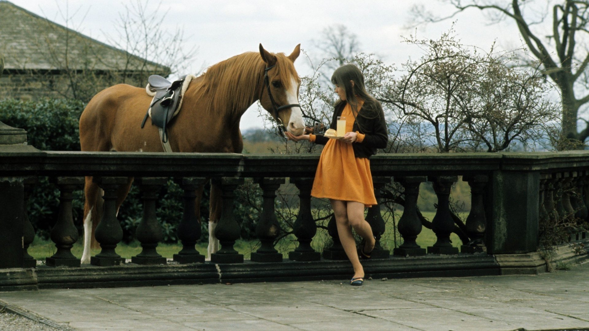 Backdrop for Follyfoot