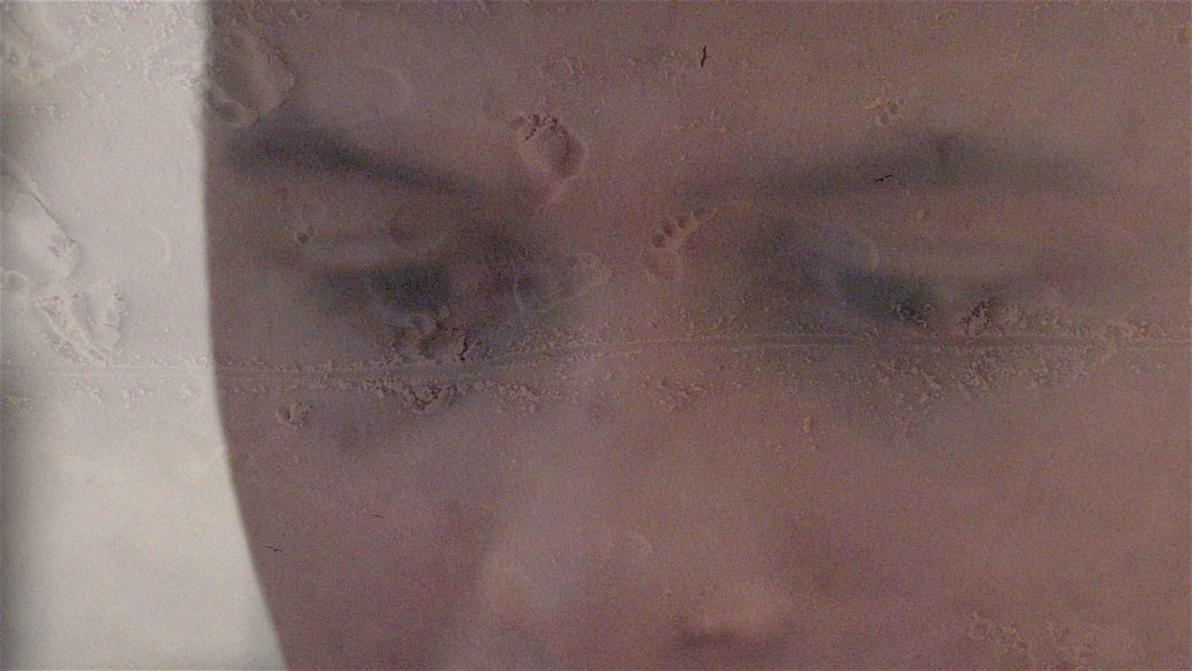 Backdrop for Inauguration Day