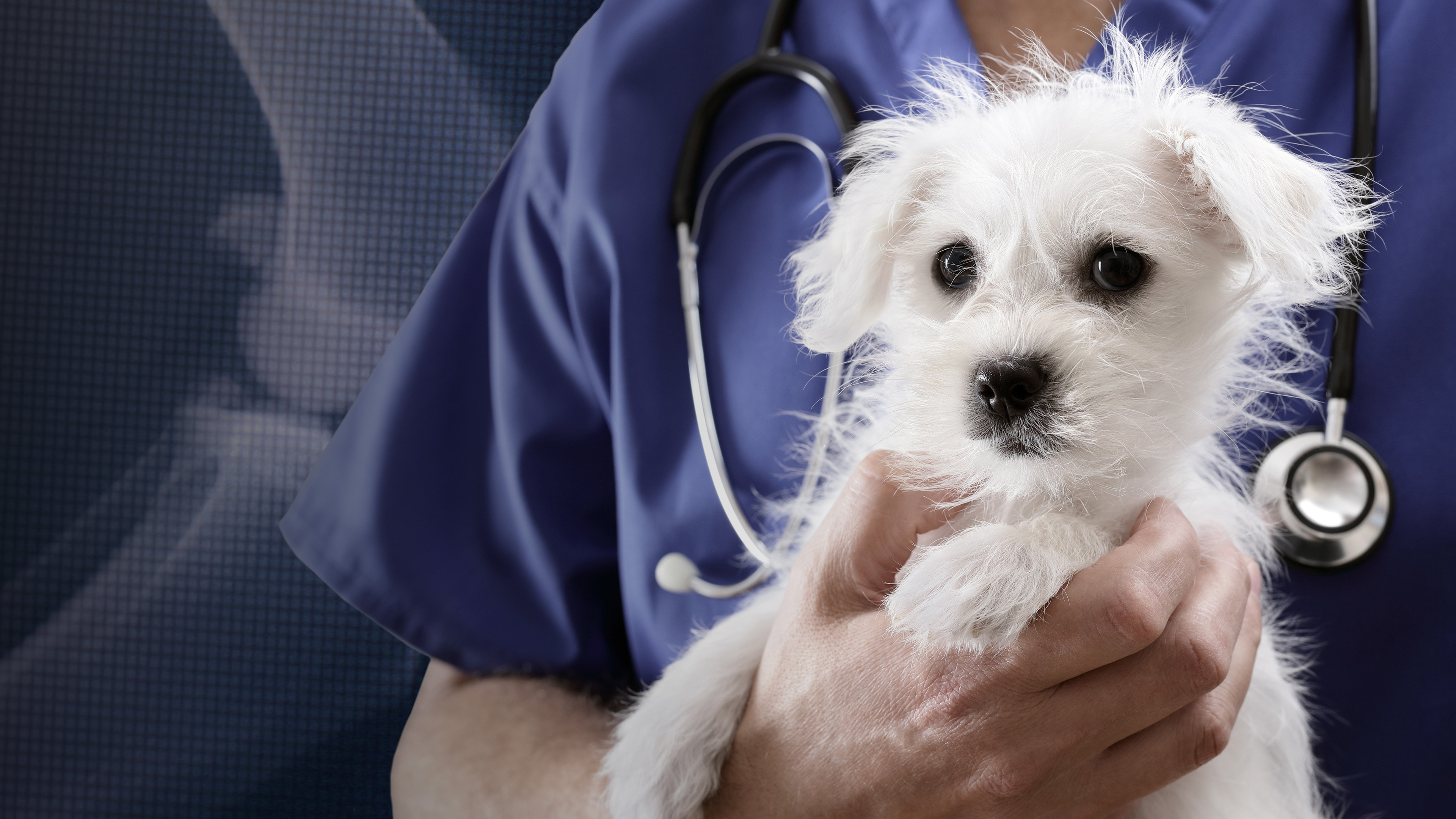 Backdrop for Trust Me, I'm a Vet