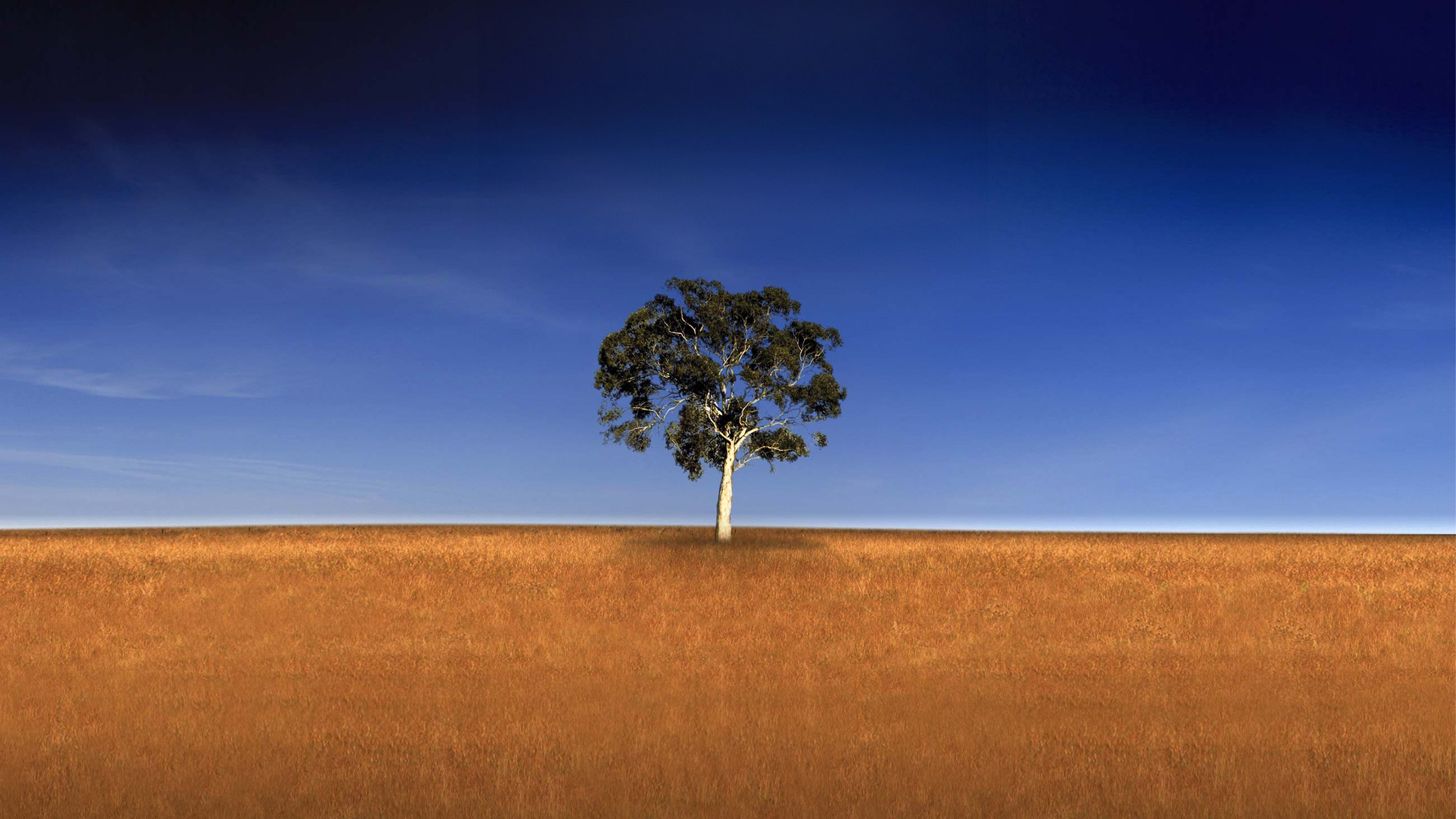 Backdrop for Who Do You Think You Are?