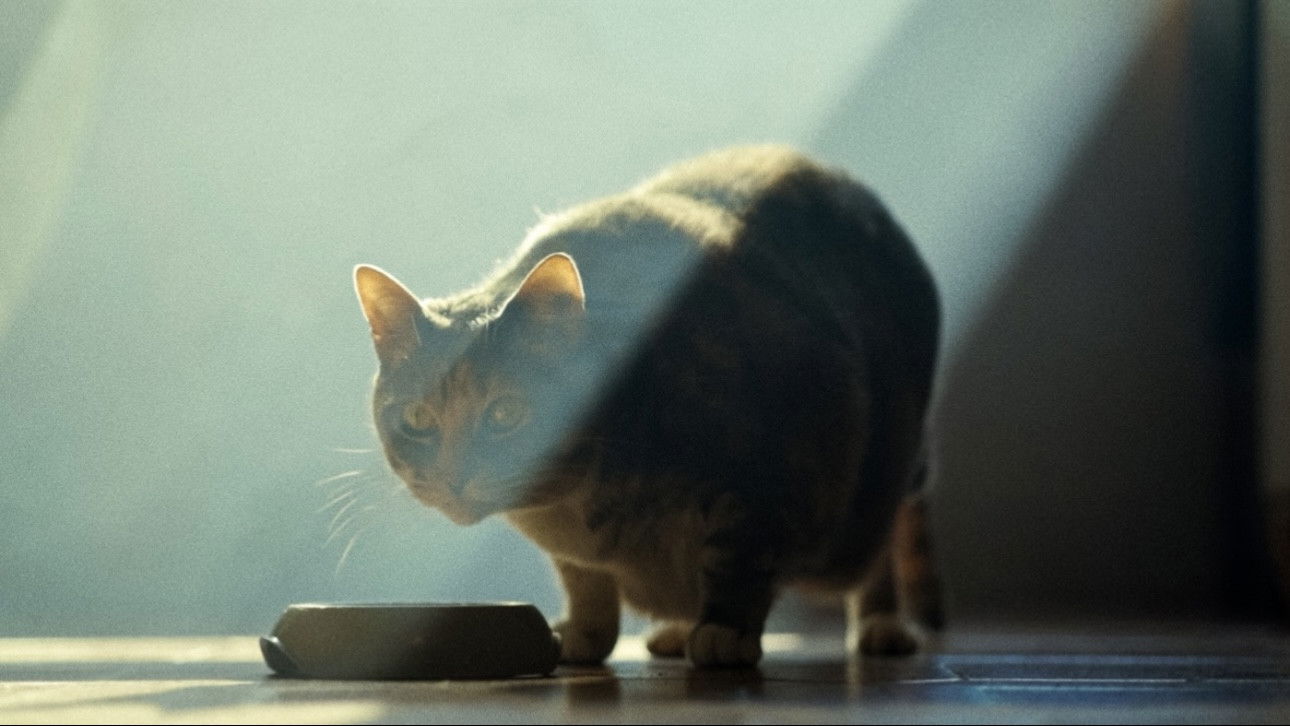 Backdrop for The Doors of Perception