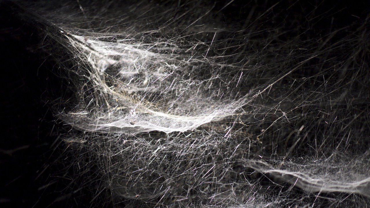 Backdrop for Kingdom of Shadows