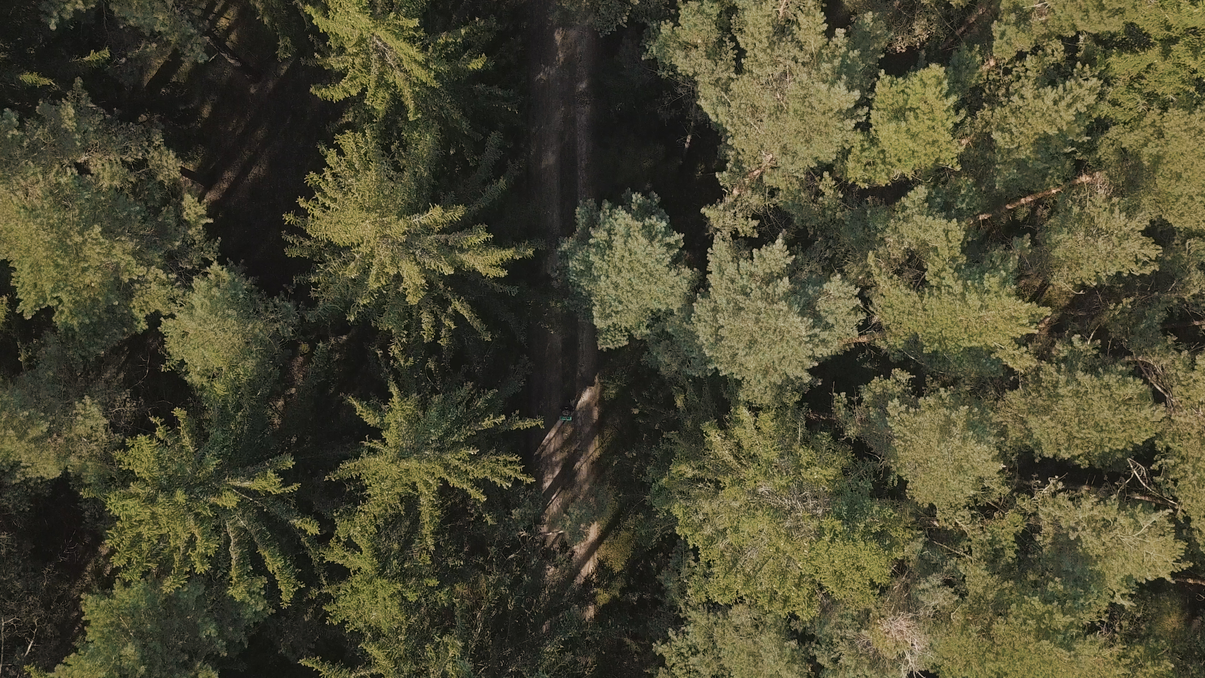 Backdrop for The Return of the Wildcat