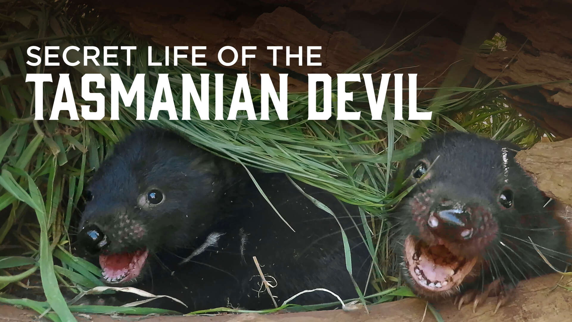 Backdrop for Secret Life Of The Tasmanian Devil