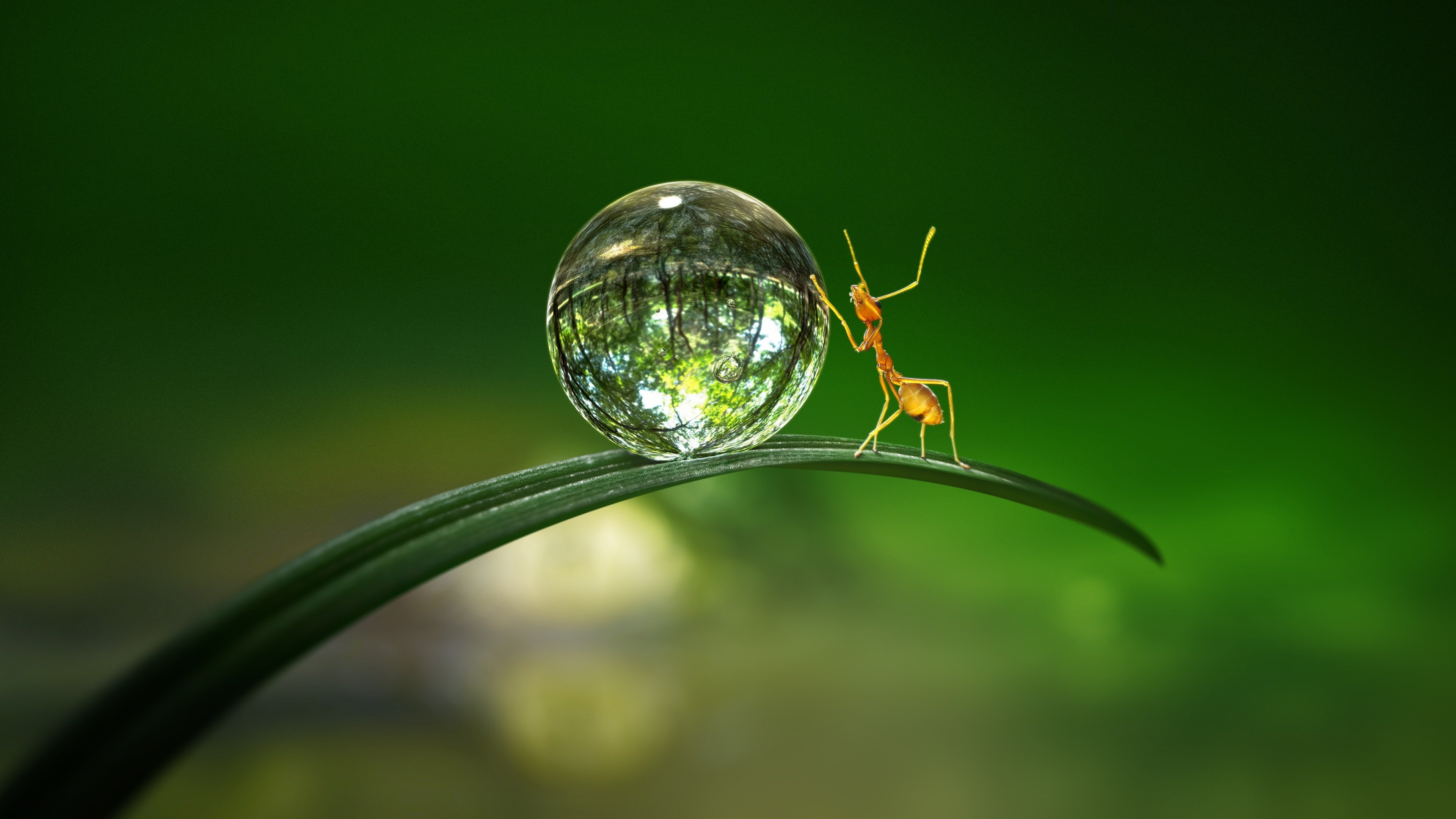 Backdrop for Tiny World