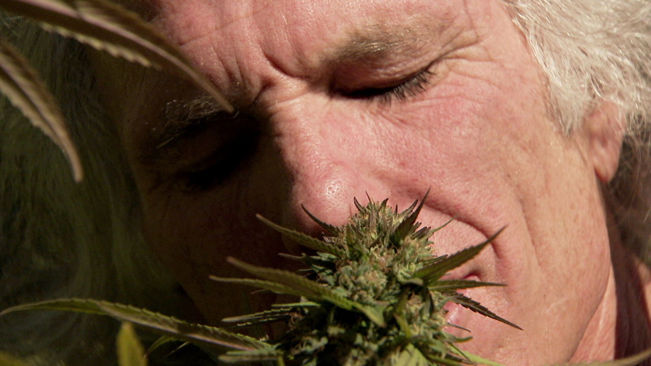 Backdrop for Inside: Medical Marijuana