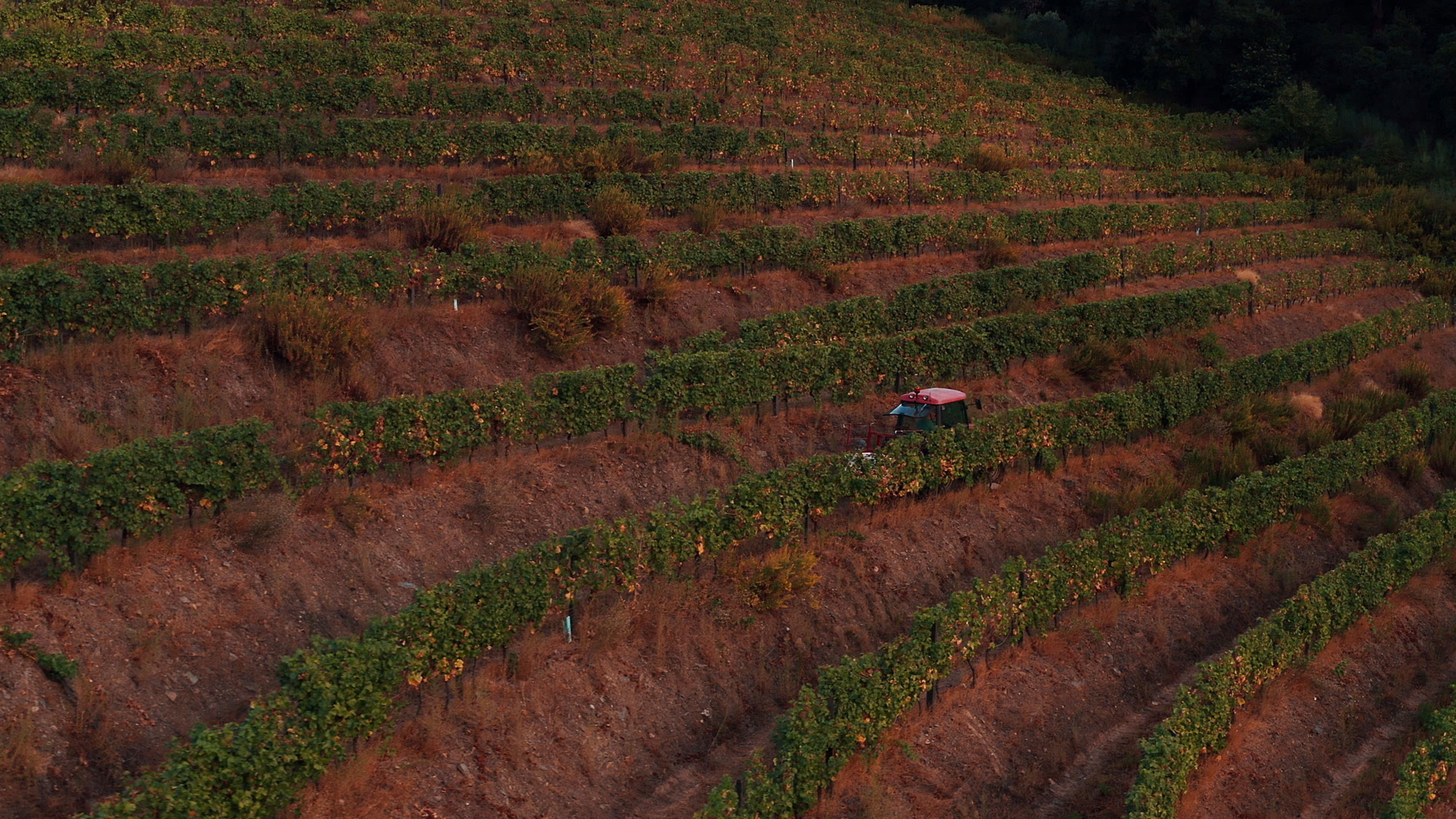 Backdrop for A Wonderful Kingdom