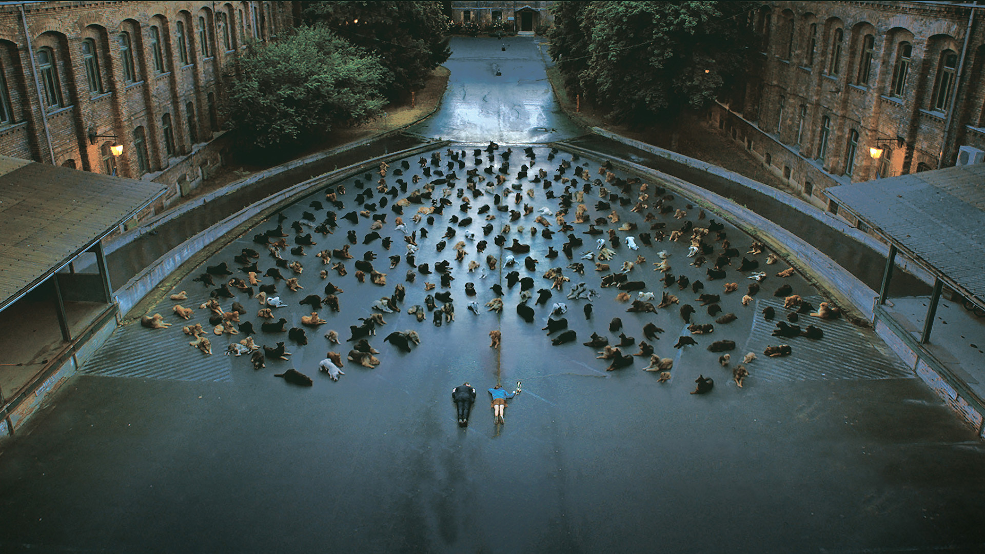 Backdrop for White God