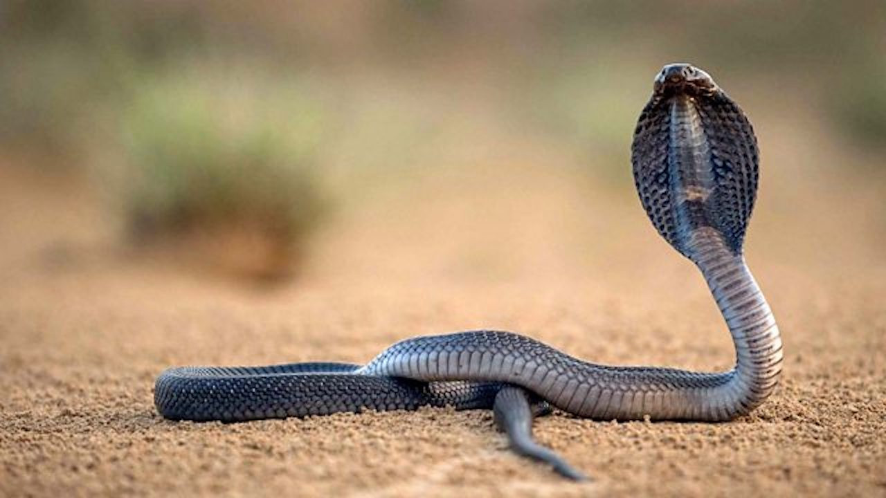 Backdrop for One Million Snake Bites