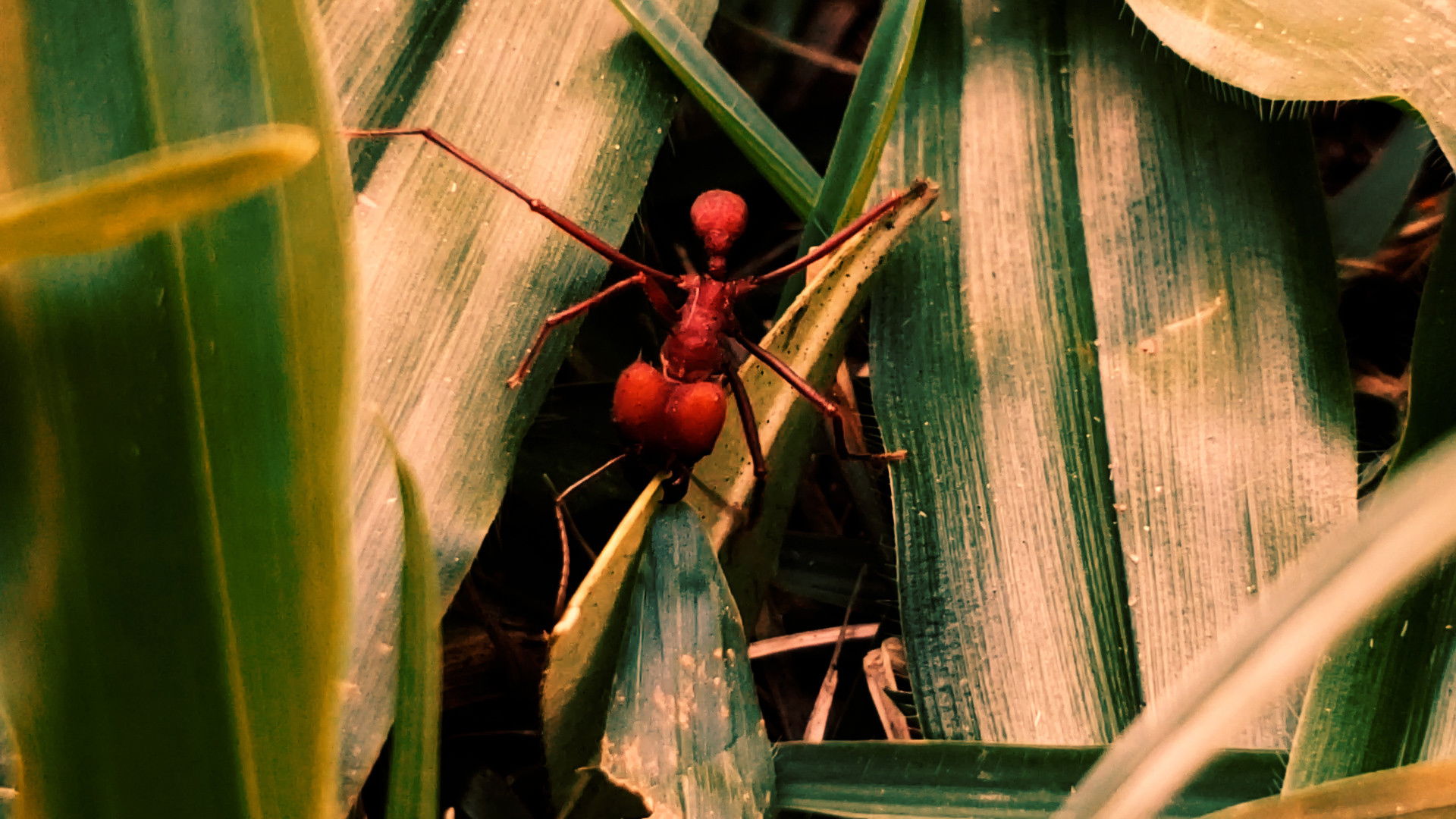 Backdrop for Republic of Evil Ants