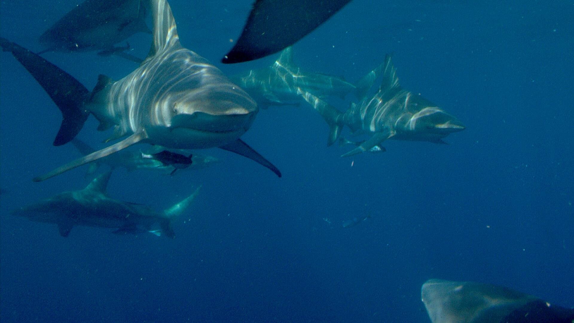 Backdrop for Predator Coast