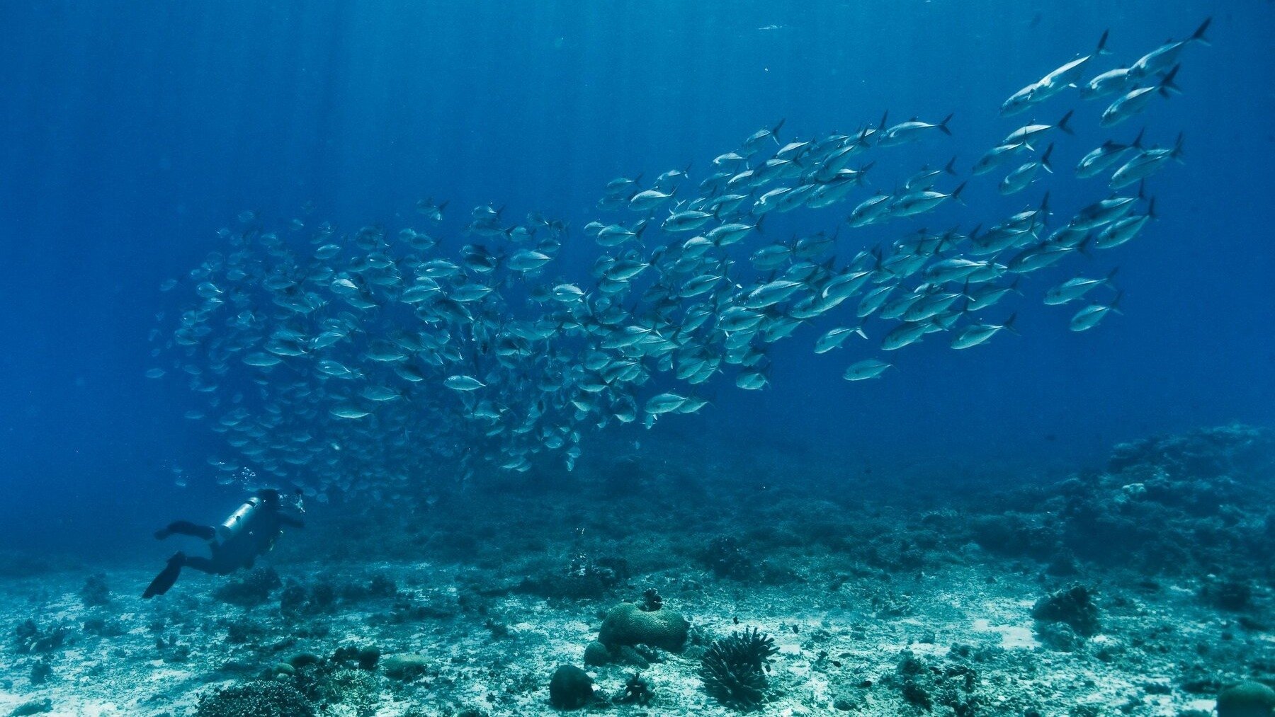 Backdrop for The End of the Line