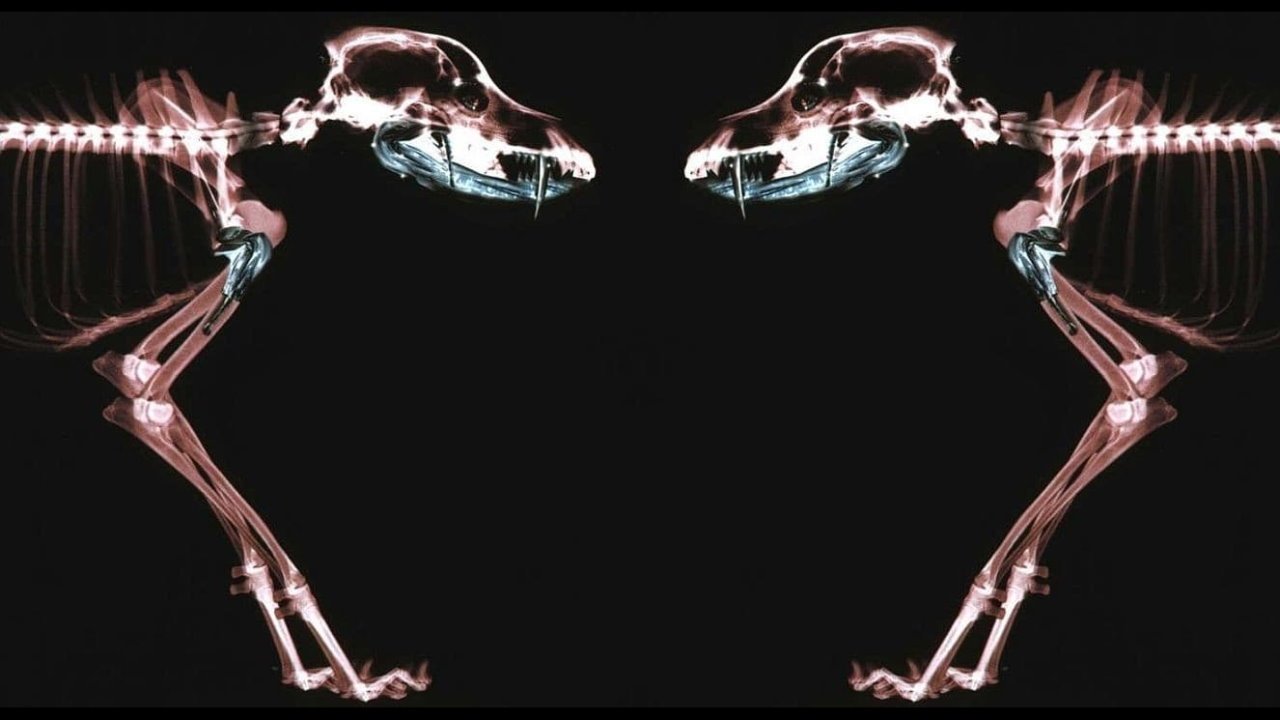 Backdrop for Rottweiler