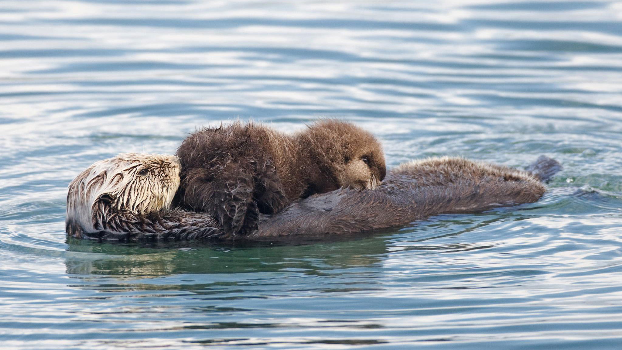 Backdrop for Threatened: The Controversial Struggle of the Southern Sea Otter