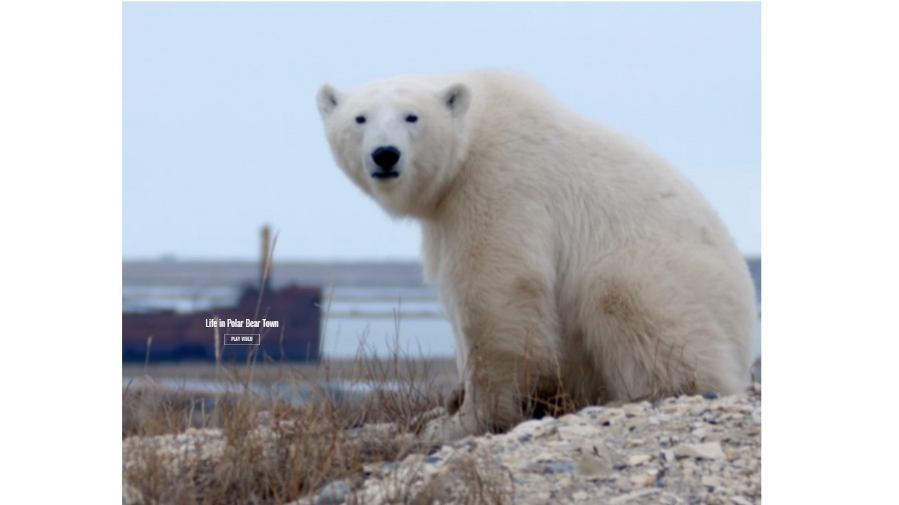 Backdrop for Life in Polar Bear Town with Gordon Buchanan